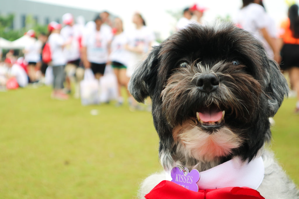 Kisses fur dog of LUMI