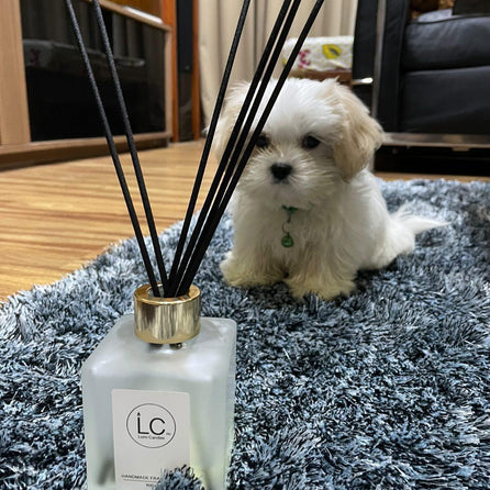 Reed Diffuser cruelty and animal free for dogs by LUMI Candles PH