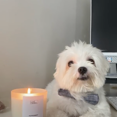 lumi dogs pet friendly candles bylumi candles ph